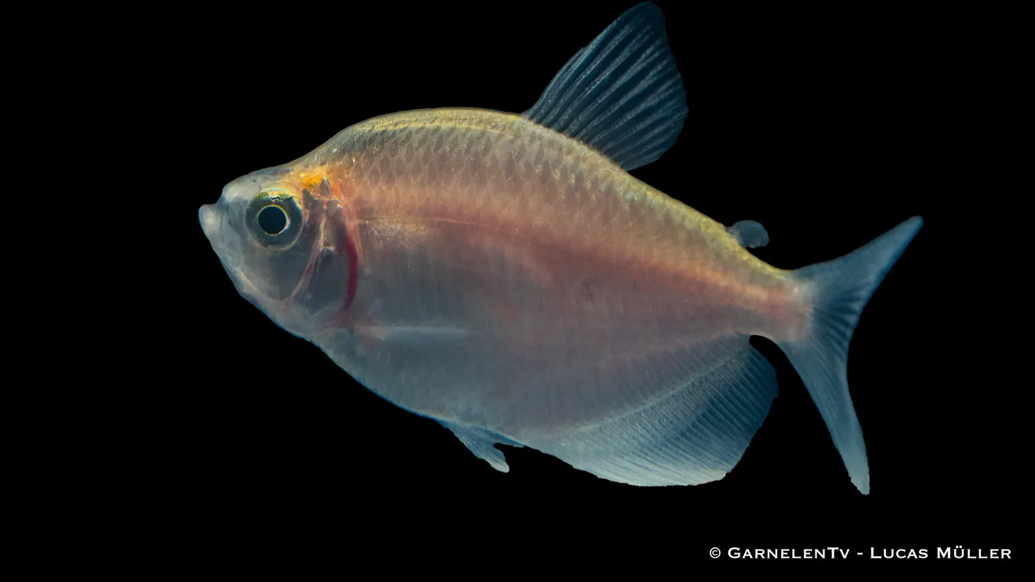 Garnelen TV Gymnocorymbus ternetzi akvariefisk guld stim