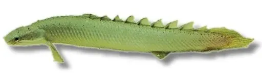 Näsets Ciklidhobby Polypterus senegalus akvariefisk 12–15 cm