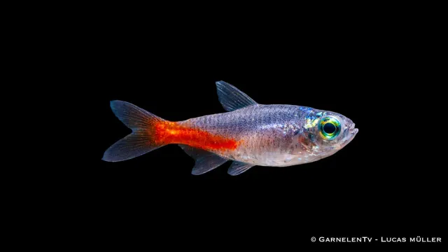 Garnelen TV diamant neontetra stimfisk stark blå