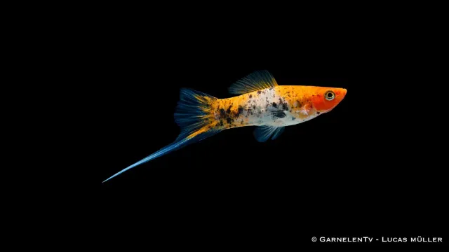 Garnelen TV Xiphophorus helleri svärdbärare Koi Sanke