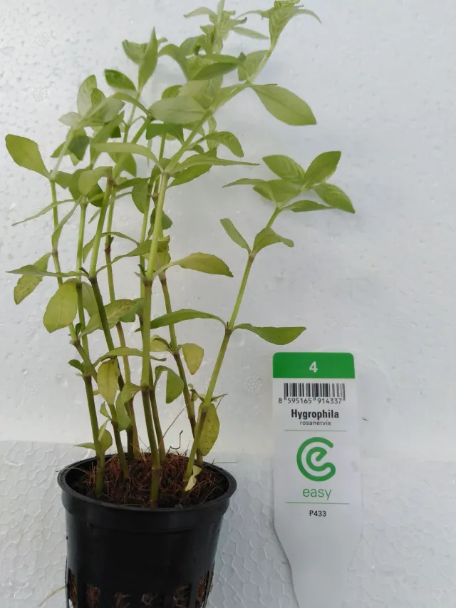 Näsets Ciklidhobby Hygrophila rosanervis växt Easy3