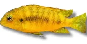 Näsets Ciklidhobby Pseudotropheus tropheops chilumba ciklid 6–7 cm