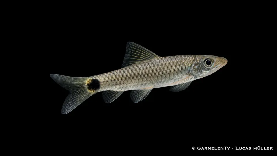 Garnelen TV Crossocheilus reticulatus nät algätare akvariefisk
