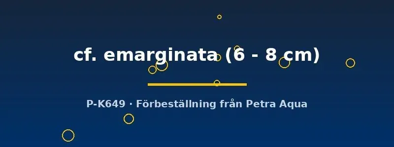 L116 Squaliforma cf. emarginata mal 6–8 cm bottenlevande