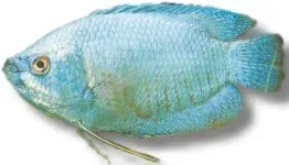 Näsets Ciklidhobby Neon Dwarf akvariefisk 4–5,5 cm neonblå