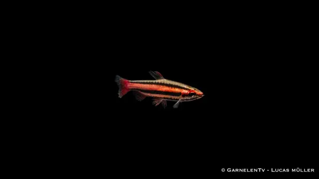 Garnelen TV Nannostomus mortenthaleri purpurzier tetra