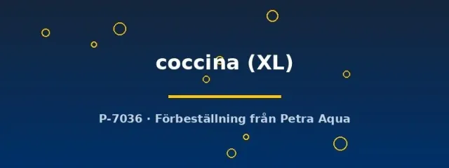 Näsets Ciklidhobby Betta coccina XL kampfisk