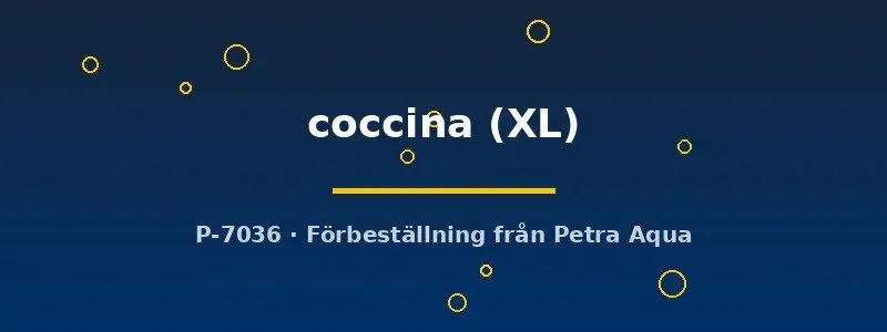 Näsets Ciklidhobby Betta coccina XL kampfisk