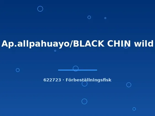 Näsets Ciklidhobby Ap. allpahuayo Black Chin ciklid vild md-lg