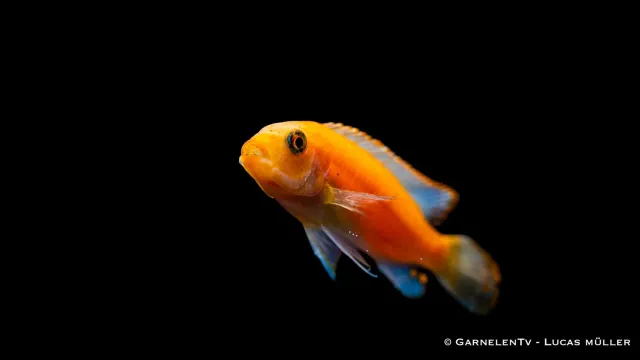 Garnelen TV Zebrabuntbarsch Röd Pseudotropheus estherae