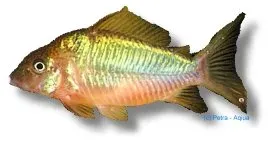Näsets Ciklidhobby Brochis splendens mal 3,5–4,5 cm kort