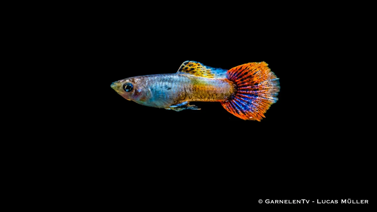 Garnelen TV Purple Flame guppy Poecilia reticulata hane orange
