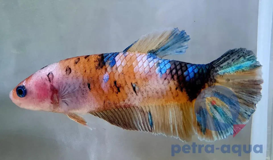 Näsets Ciklidhobby Giant Nemo kampfisk hona XL