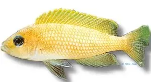 Näsets Ciklidhobby Lamprologus orange ciklid 4–5 cm