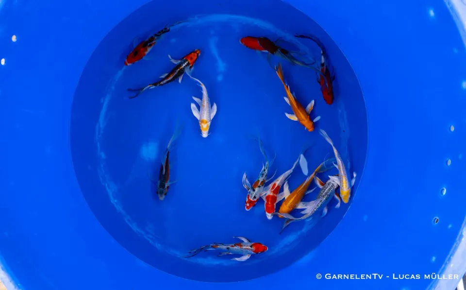 Garnelen TV Butterfly koi dammfisk 30–35 cm