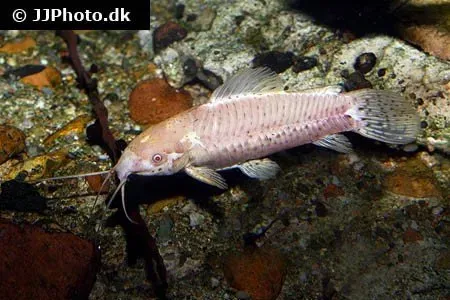 Megalechis thoracata albino pansarmal 5–6 cm