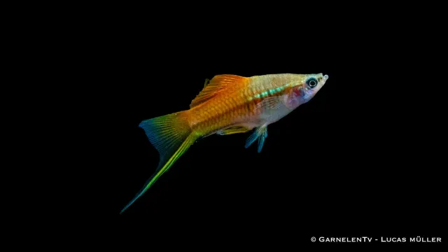 Garnelen TV Neon svärdbärare akvariefisk 5–7 cm