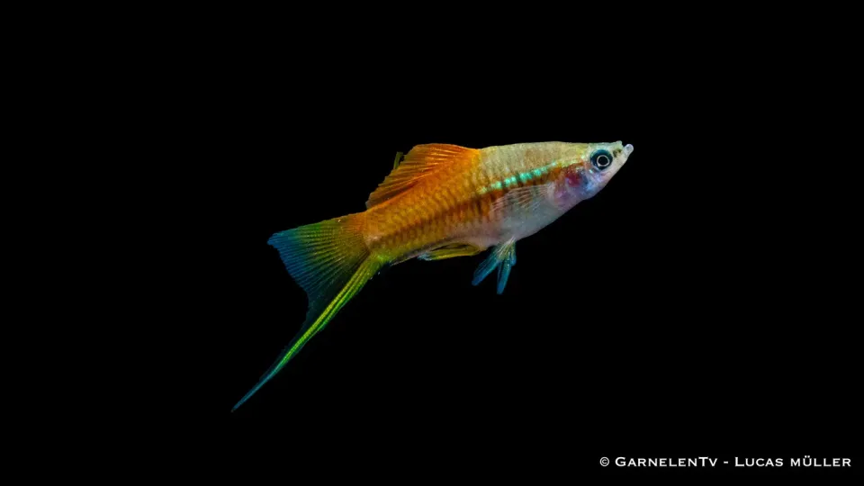 Garnelen TV Neon svärdbärare akvariefisk 5–7 cm