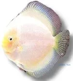 Näsets Ciklidhobby Symphysodon white diamant diskus 5–6,5 cm