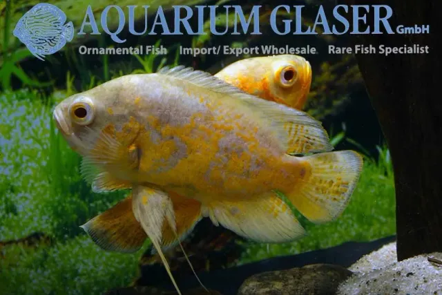 Näsets Ciklidhobby Astronotus ocellatus ciklid 4–6 cm Oscar