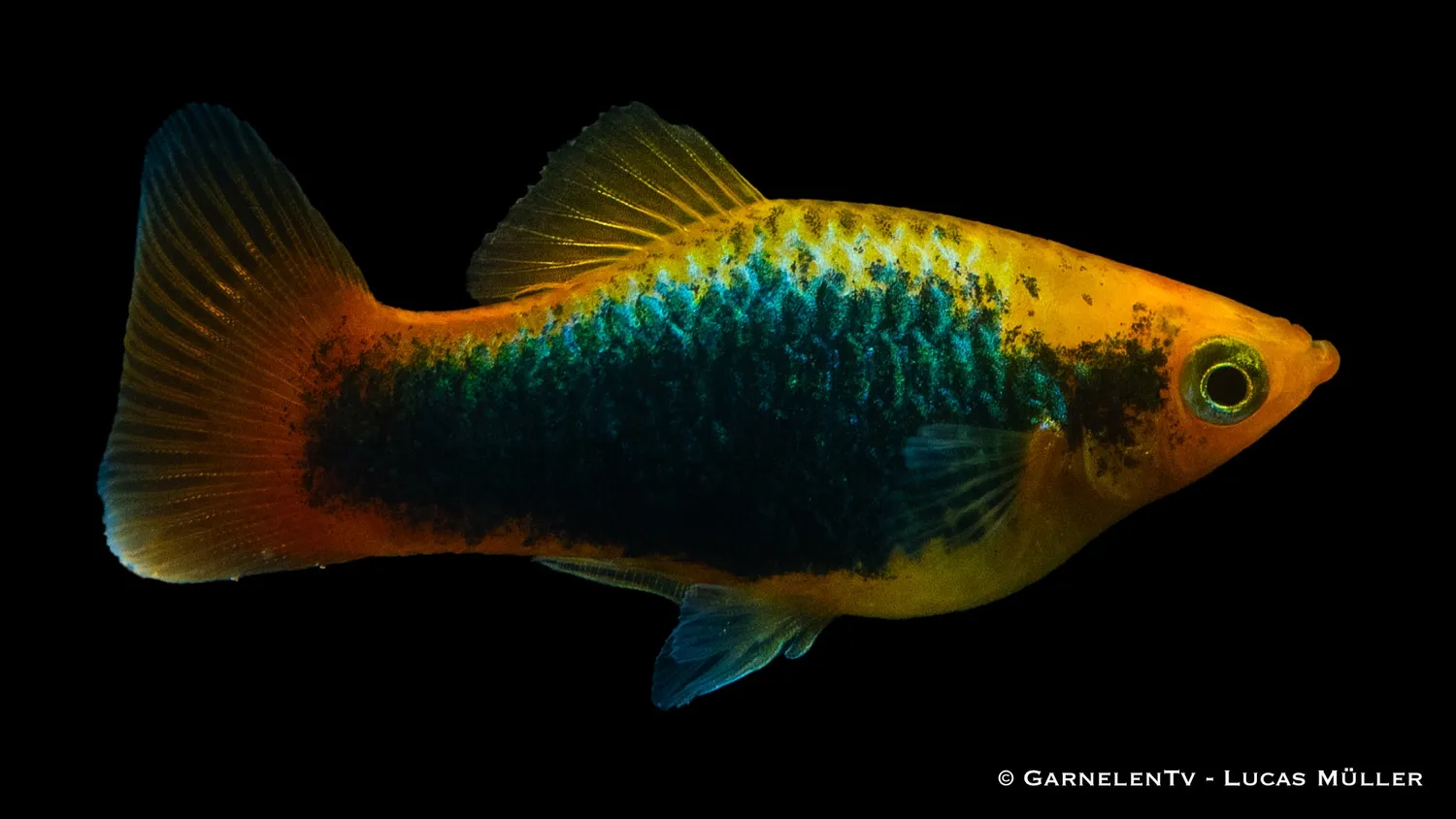 Garnelen TV Hawai papageienplaty platyfisk 5-8 cm
