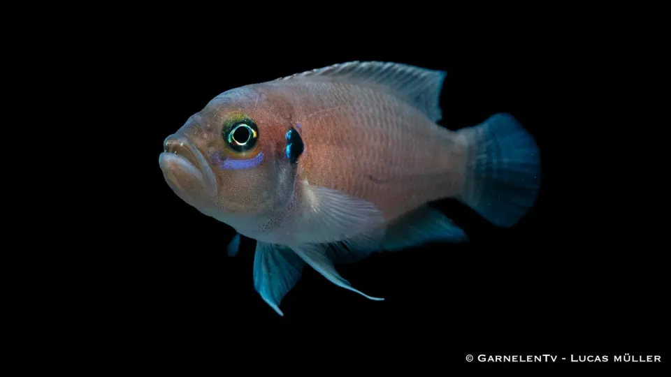 Garnelen TV Neolamprologus brevis ciklid snäcka