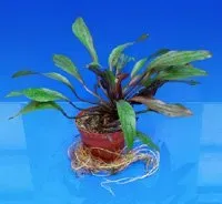 Echinodorus sp. akvarieväxt XXL stor solitär