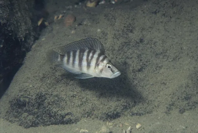 Näsets Ciklidhobby Altolamprologus compressiceps shell ciklid