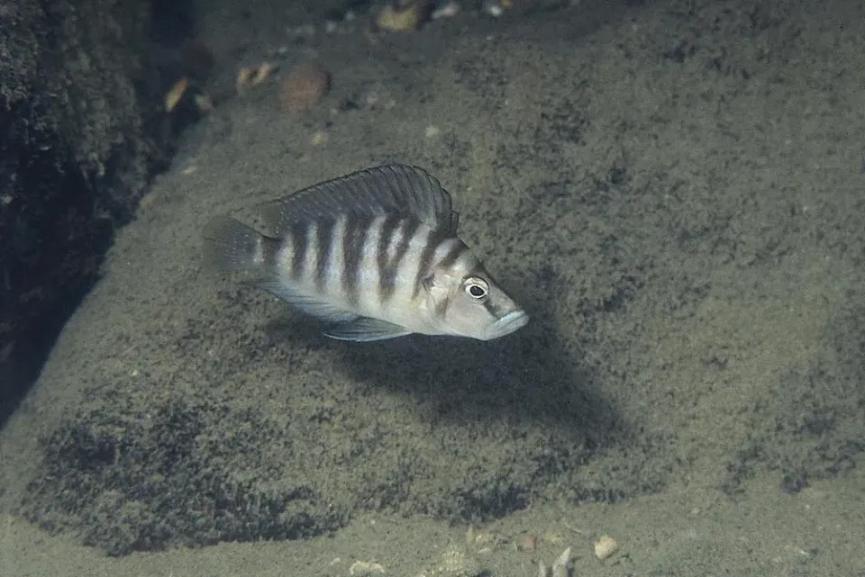 Näsets Ciklidhobby Altolamprologus compressiceps shell ciklid