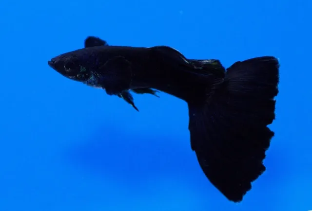 Näsets Ciklidhobby Poecilia reticulata black phantom guppy XL hane