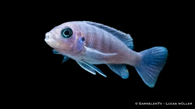 Garnelen TV Afra White Top Galileya Reef malawiciklid blå
