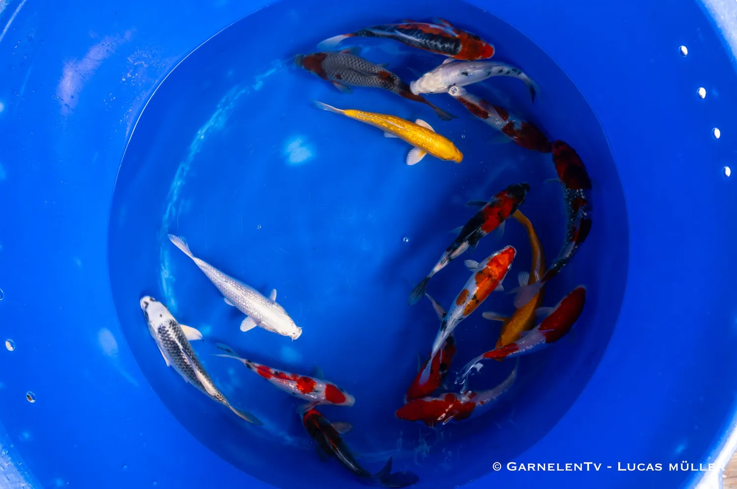 Garnelen TV Koi Cyprinus carpio prydnadskarp 18-20 cm
