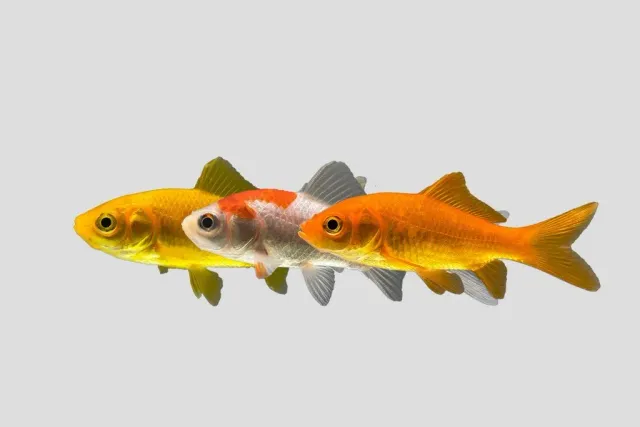 Näsets Ciklidhobby Carassius auratus guldfisk mix 6–8 cm damm
