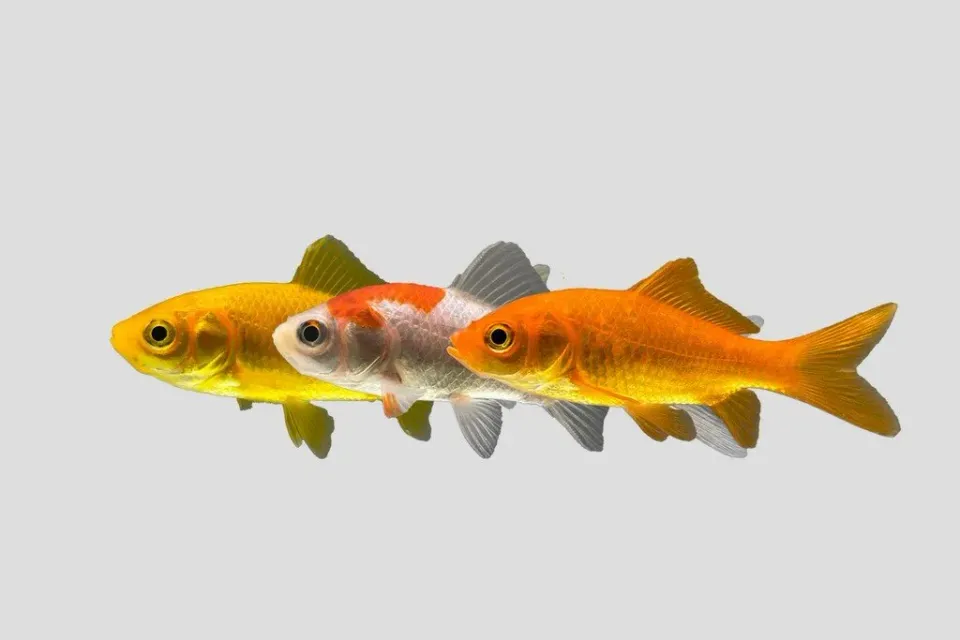 Näsets Ciklidhobby Carassius auratus guldfisk mix 6–8 cm damm