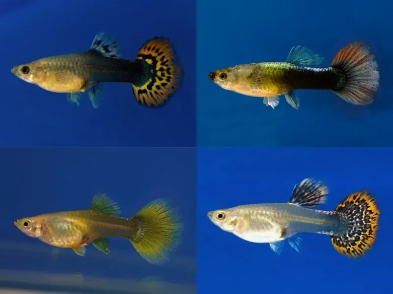Poecilia reticulata female mix guppy 6–7 cm hona xxl