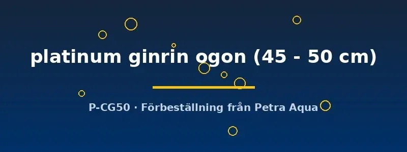 Cyprinus koi platinum ginrin ogon dammfisk 45–50 cm