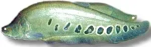 Näsets Ciklidhobby Notopterus chitala clown knivfisk 7–8 cm