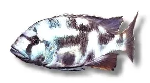 Näsets Ciklidhobby Livingstonii ciklid 7–9 cm Haplochromis