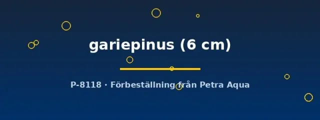 Näsets Ciklidhobby Clarias gariepinus 6 cm ålmal storväxande