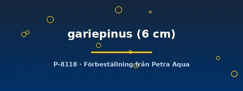 Näsets Ciklidhobby Clarias gariepinus 6 cm ålmal storväxande