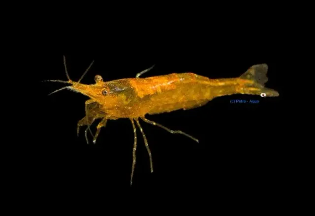 Näsets Ciklidhobby Caridina Orange räka 1,5–2 cm