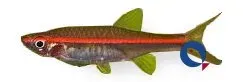 Näsets Ciklidhobby Rasbora pauciperforata stimfisk 2,5–3 cm