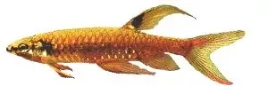 Näsets Ciklidhobby Copella arnoldi akvariefisk 2–3 cm stänktetra