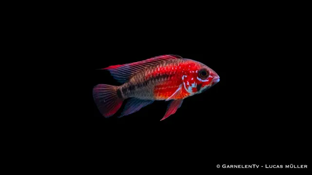 Garnelen TV Apistogramma macmasteri dvärgciklid