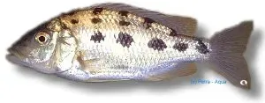Näsets Ciklidhobby Haplochromis rostratus Copper ciklid 5-6 cm