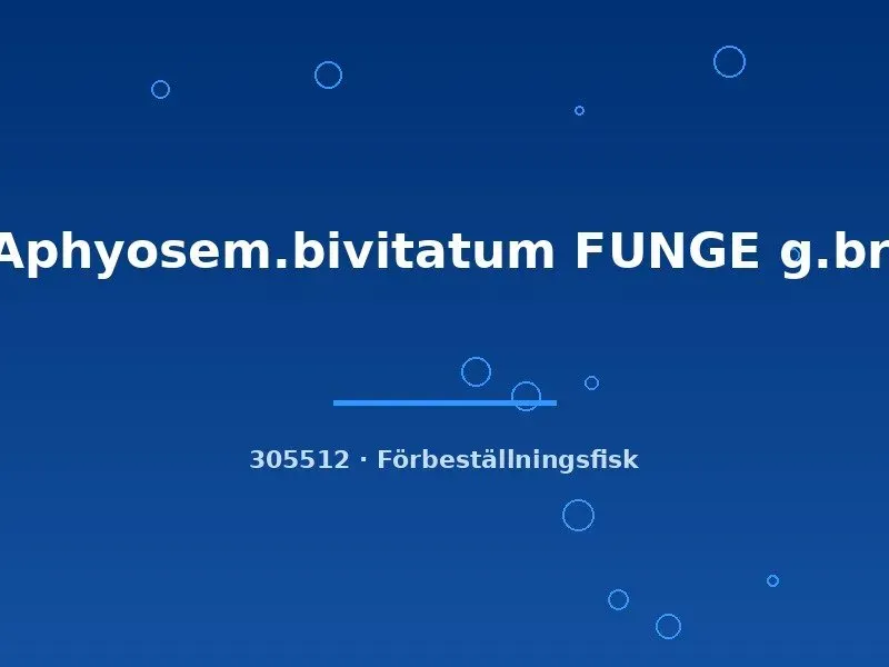 Näsets Ciklidhobby Aphyosemion bivittatum Funge killifisk md