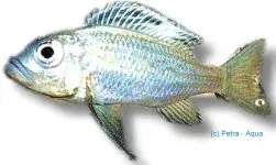 Näsets Ciklidhobby Aulonocranus dewindti ciklid S Tanganyika