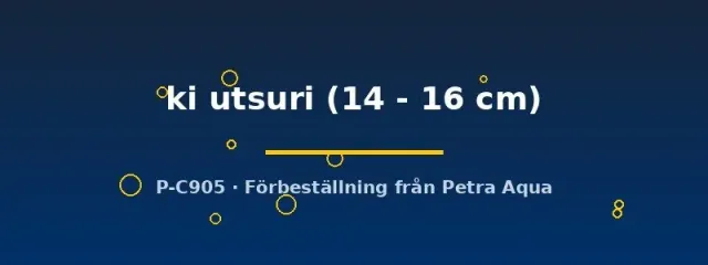 Näsets Ki Utsuri koi 14-16 cm svartgul dammfisk
