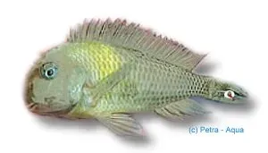 Näsets Ciklidhobby Tropheus brichardi ciklid 3–4 cm