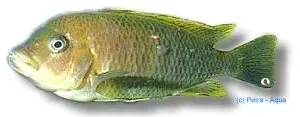 Petrochromis famula ciklid Tanganyika 8+ cm